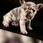 French Bulldogs - This Week End Ready For New Homes in Worcester