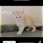 Maine Coon in London