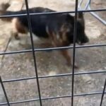 German Shepard Twice Show Winner in London