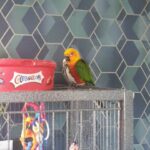 jenday conure in London