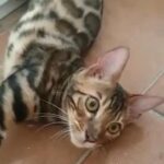 Bengal stud in London