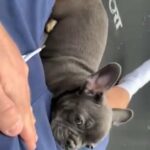 Blue And Tan Female French Bulldog Pup in Glasgow