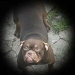 American Exotic Bulldogs in Telford and Wrekin