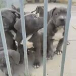 ABKC American XL puppies in Hastings