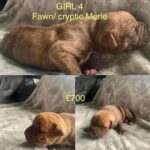 American Banddogges (mastiff Cross Bully) in Caerphilly