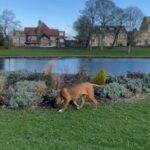 Mastiff X Bully Kutta in Bradford