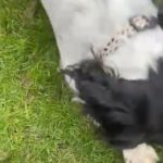 9 Month Old Sprocker in East Dorset