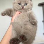 Show Quality British Shorthair Registered TICA in London