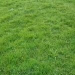 Mastiff For Sale in Bradford