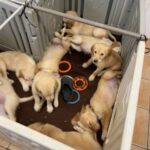 GOLDEN RETRIEVER in Maidstone