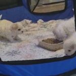 puppies for sale . Only boys in London