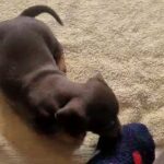 dachshund x jack Russell in Wealden