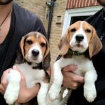 Jhonny and Arthur (beagle) in London