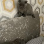 2 Stunning Chunky British Blue Shorthair in Sheffield
