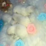 West highland Terriers in Edinburgh
