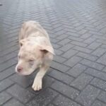 American pocket bully in Manchester