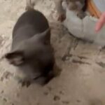 French Bulldog in Walsall