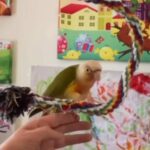 Hand Tame Conure Baby Parrots Hand Raised With Luv Baby Birds in Liverpool