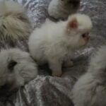GCCF REGISTERED COLOURPOINT PERSIAN KITTENS in South Lanarkshire