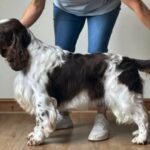 English springer Spaniel , Available For Stud Work in Boston