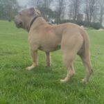 Pocket Bully Puppy in London