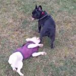 Black Trindle L4 carrier Female Frenchie in Nottingham