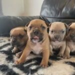 American Pocket Bully Pups in North Ayrshire