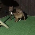 Micro Bully’s in Birmingham