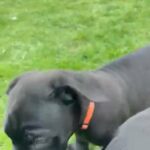 Cane Corso Female Puppies Ready To Go in York