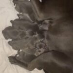 Champion Bloodline Kc Staffordshire Bull Terriers in Bradford