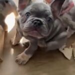 Boy French Bulldog Ready (Now) For His Forever Home. in Worcester