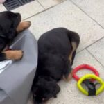 Rottweiler Pups in Wirral