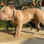 Staffy Cross in London