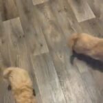 Cavapoos in London