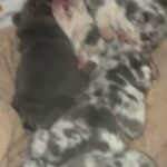Amazing French Bulldog Litter in Worcester