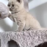 British Shorthair Show Quality Tica Registered in London