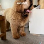 Chinese Tibetan Mastiff Stud in Manchester