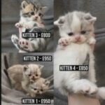 Exotic Shorthair Kittens in London