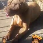 American Bully in Birmingham