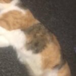 Cat For Sale in Birmingham