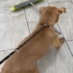 American Bully Female in Birmingham