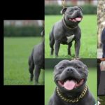 Staffordshire Bull Terrier Stud Blue Regiment  STUD ONLY in Staffordshire
