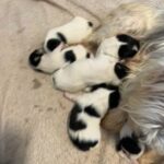 Maltese Cross Jack Russell Pups in Carlisle