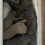 Purebred British Shorthair Kittens Blue Pedigrees in Walsall