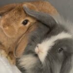 rabbits for sale in Peterborough