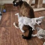 Pet only - Blue Point Devon Rex Girl 💙 in Derby