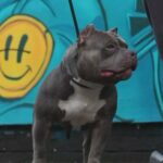 Shadow, CH Homicide Son Open For Work in Derby