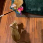 Last Boy Champion Bl ?Abyssinian ?kittens in London