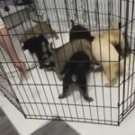 Shepkita Puppies in Neath Port Talbot