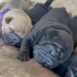 Shar Pei Puppies From Tested Parents, KC Assured Breeder in Windsor and Maidenhead